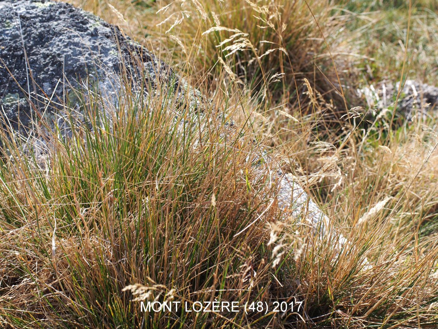 Hair-grass, Wavy plant